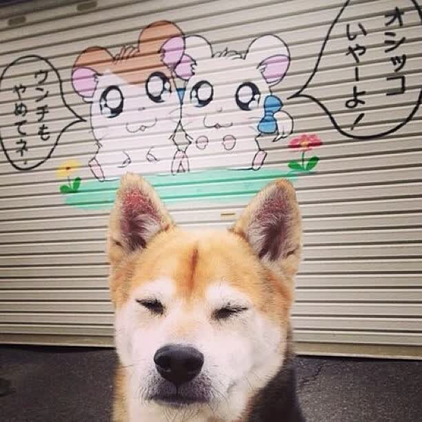 轮试挖掘机二手（二手轮挖机市场）